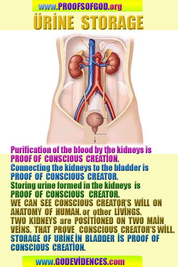 god is real, god exists here proofs, god's proofs, proofs of god, evidences of god, proofs-god, evidences-god, signs-god 