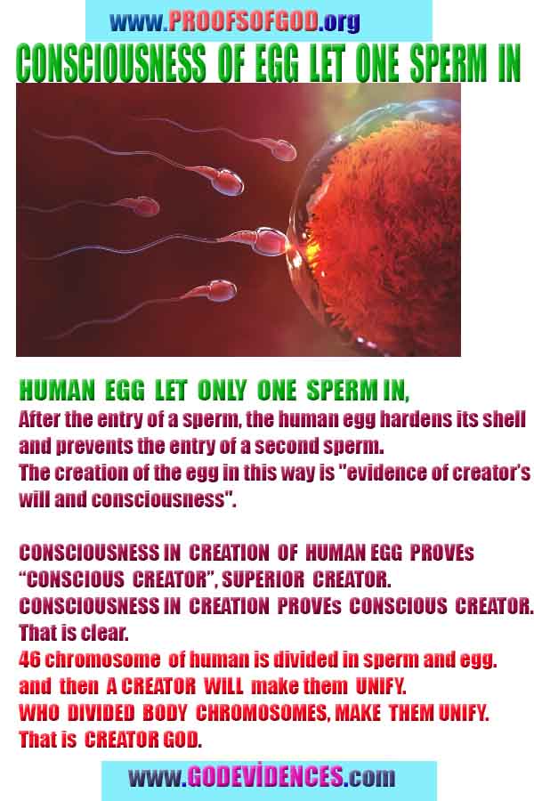 god is real, god exists here proofs, god's proofs, proofs of god, evidences of god, evidences-god, signs-god 